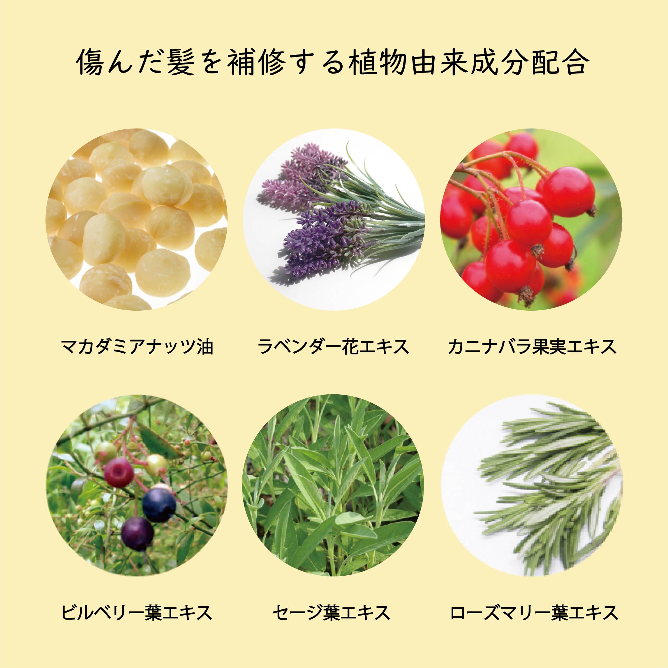 【BLACK FRIDAY】 コロレプリュスシリーズシャンプー＆トリートメント LARGEサイズセット