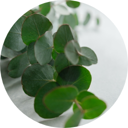 ユーカリ葉油